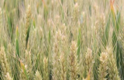 平安11号小麦品种介绍