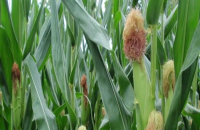 金冲一号适合哪些地区