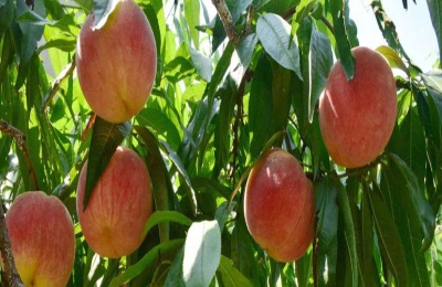 永莲蜜桃8号品种介绍