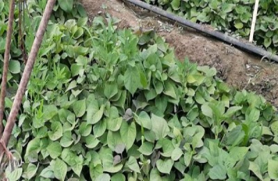 红薯地苗后用哪些除草剂