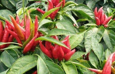 朝天椒的产地在哪里?种什么品种好