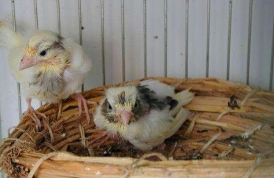 金丝雀雏鸟怎么养 金丝雀吃什么