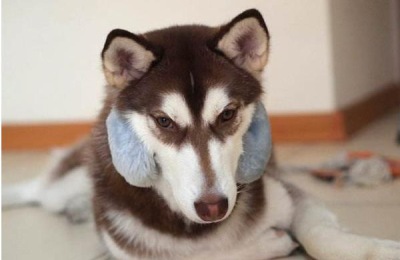 怎样养哈士奇才好