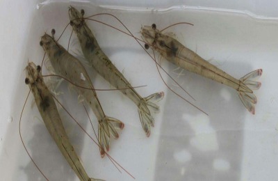 淡水南美白对虾养殖技术