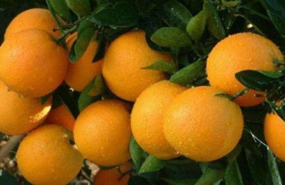 什么时候种植冰糖橙?怎么种