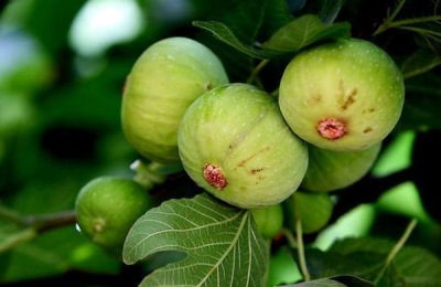 无花果喜欢什么肥料