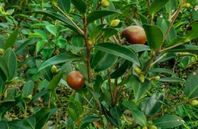 湖南湘乡有哪些土特产?这些都很有名