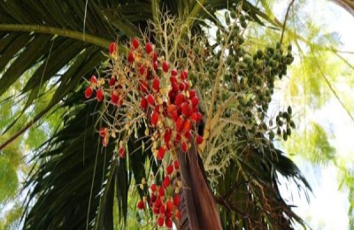 椰枣是什么特产?如何保存