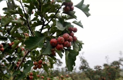 山楂锈病用什么农药有效,什么时候打