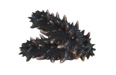 霞浦海参产地在哪里