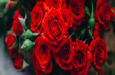 白玫瑰有哪些品种