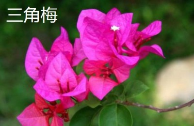 鸡冠花养殖方法