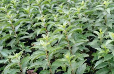 磷酸二氢钾叶面肥