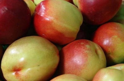 白肉油桃有哪些品种