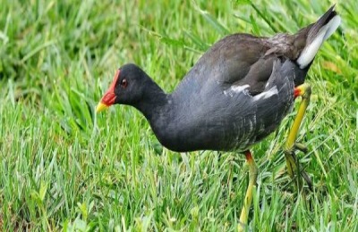 黑水鸡养殖技术