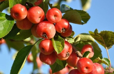 山楂锈病用什么农药有效,什么时候打