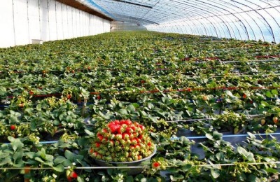 草莓用什么肥料