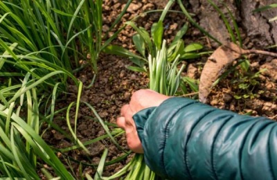 韭蛆用什么农药最佳,灌什么药效果好