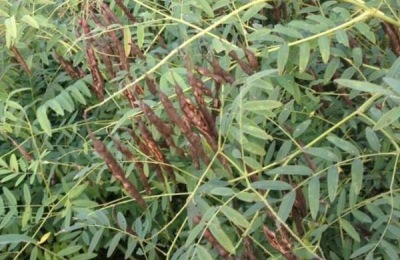 有哪些中然暴涨的中草药有哪些