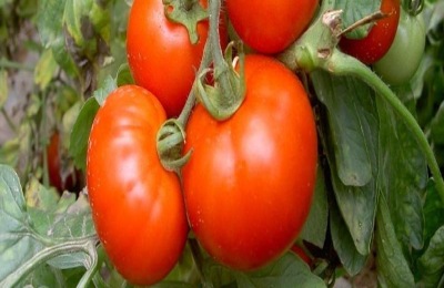 农村冬闲时期能做些什么赚钱?你可以看看这三个项目