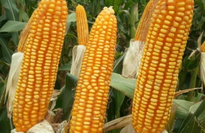 强硕168玉米品种介绍