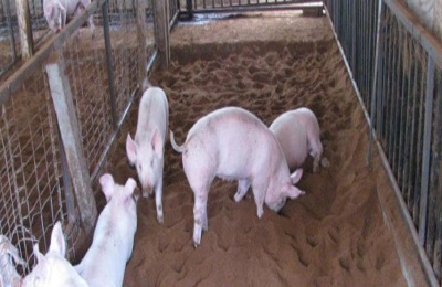 发酵饲料养猪的作用