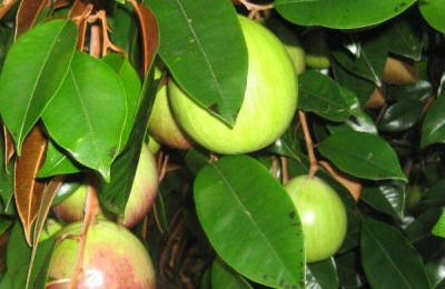 一斤金星果多少钱？怎么吃？(附价值前景分析)