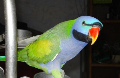 怎样养颜色艳丽的鹦鹉鱼