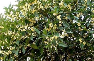 月月红桂苗多少钱一株?月月红桂有什么特点