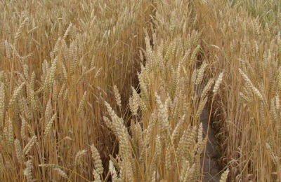 三唑酮的使用方法,大麦小麦及玉米高粱用法用量均不同