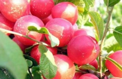 钙果产地在哪里?分析钙果种植前景