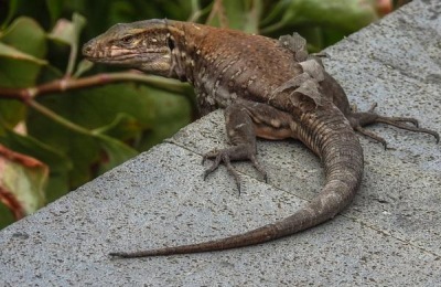 扇贝科学人工养殖技术