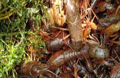 鱼缸里的小龙虾怎么养？注意事项包括什么