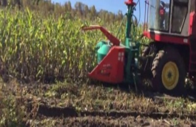 青饲料如何喂养黑山羊