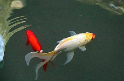 锦鲤的产地在哪里？哪种锦鲤很受欢迎