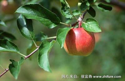 有哪些品种的优质红苹果