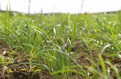 韭蛆用什么农药最佳,灌什么药效果好