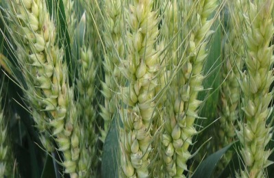 冠麦2号品种介绍