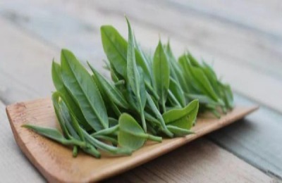 湄潭翠芽的制作工艺