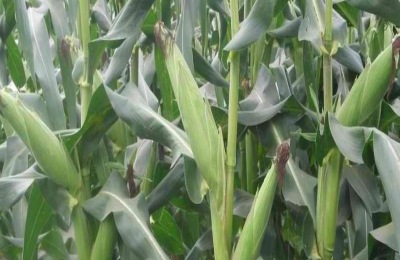 富尔931玉米种子积温是多少