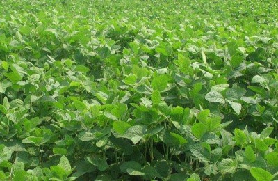 大豆专用肥配方,用来种玉米行不行