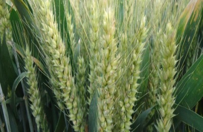 中信麦28小麦品种怎样