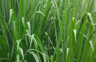 甜象草是养牛业最好的牧草,应该如何种植