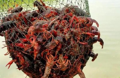 小龙虾养殖技术