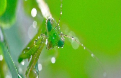 小暑节气是什么意思
