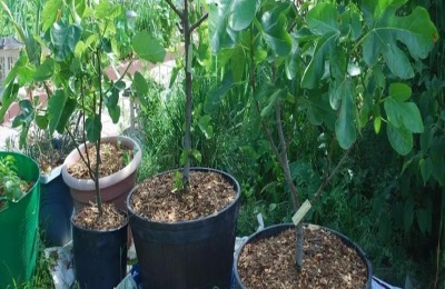 盘点几种常见的家庭盆栽常绿植物