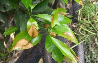 柑橘病虫害防治与用药