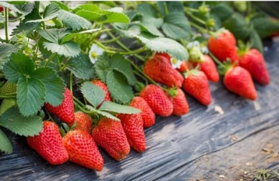大棚草莓施肥诀窍