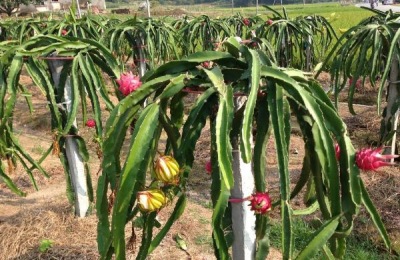 火龙果用什么肥料施肥