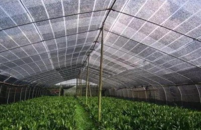 大棚降温最佳方案（常见方法），大棚降温剂有用吗？